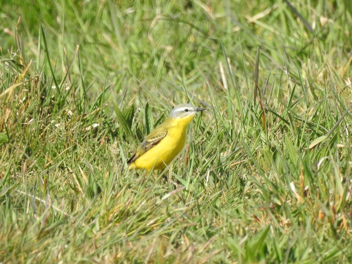 Blue-headed x Yellow Wagtail