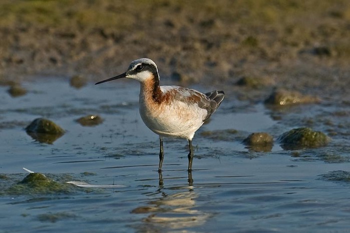 Wilson's Phalarope