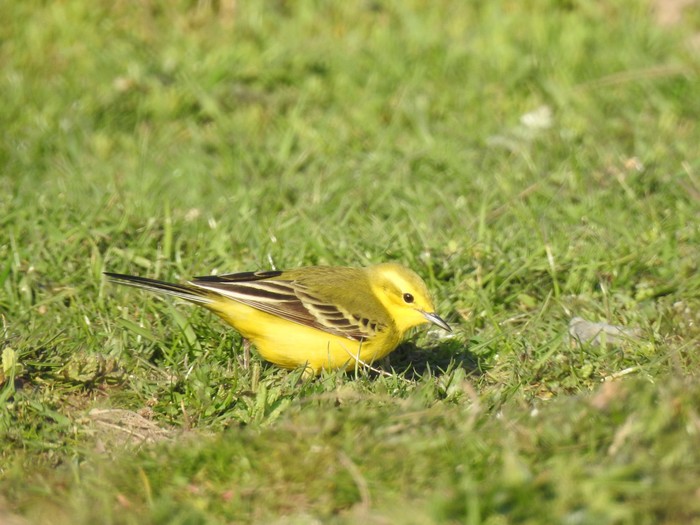 Yellow Wagtail