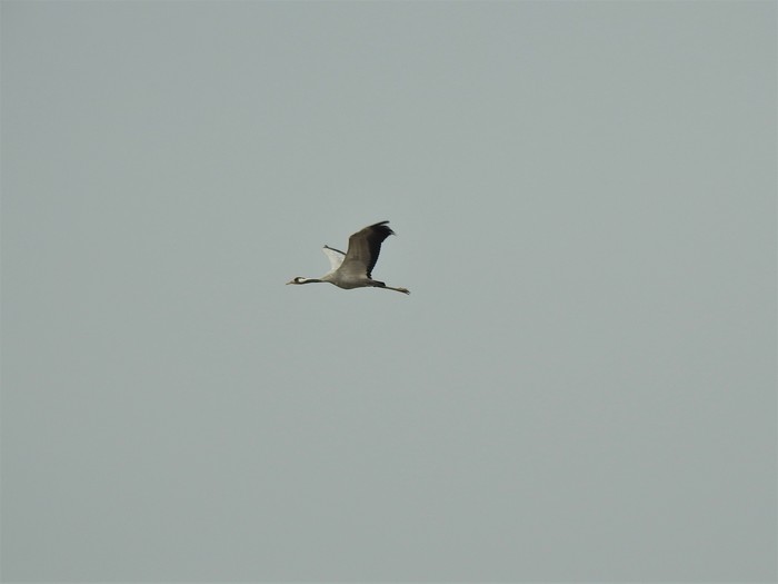 Common Crane