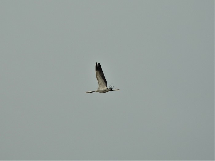 Common Crane