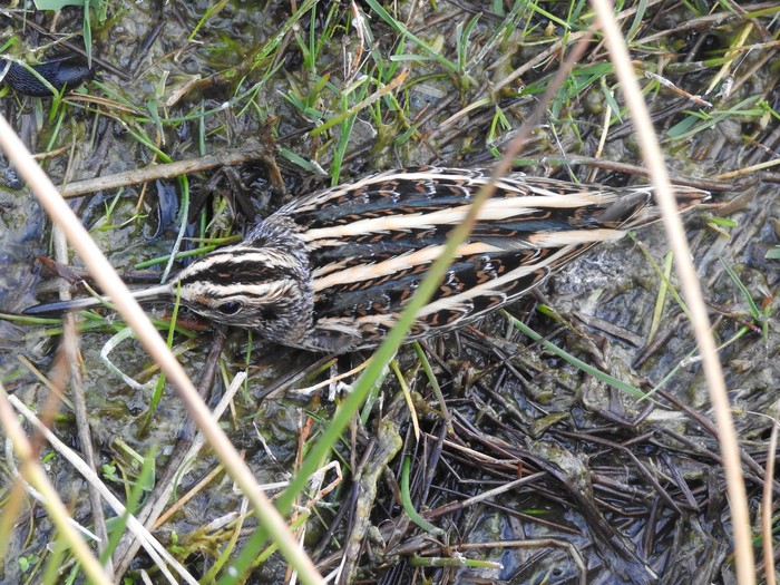 Jack Snipe