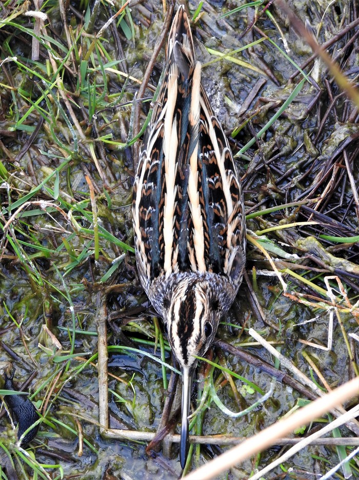 Jack Snipe