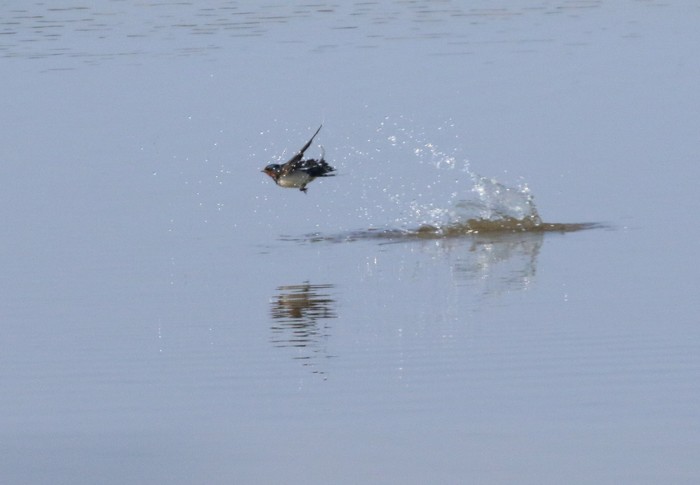 Swallow