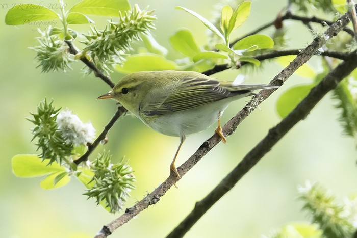 Wood Warbler