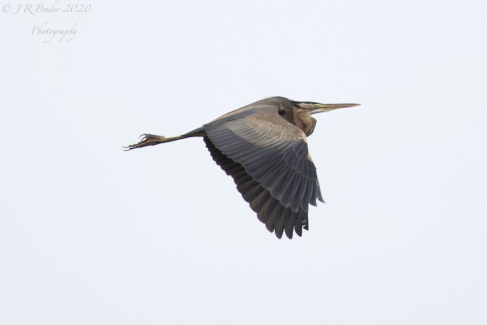 Purple Heron