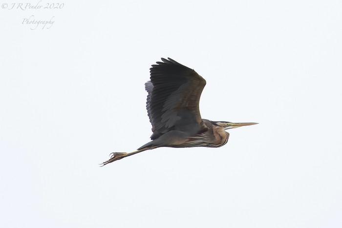 Purple Heron