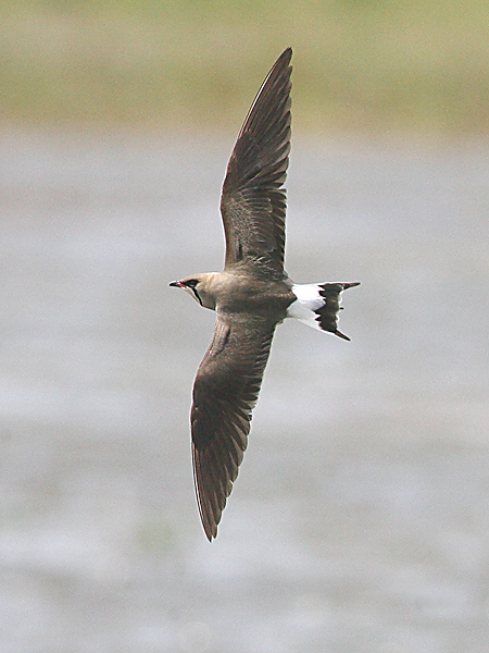 Oriental Pratincole