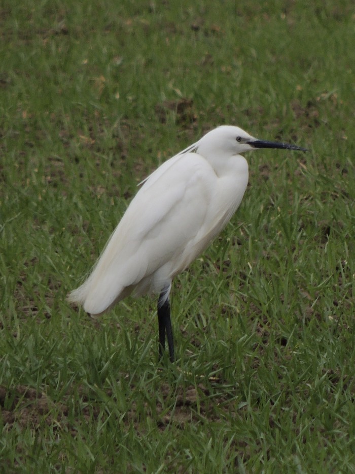 Little Egret