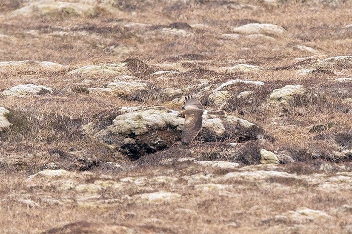 Pallid Harrier