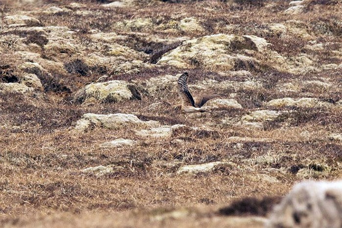 pallid harrier
