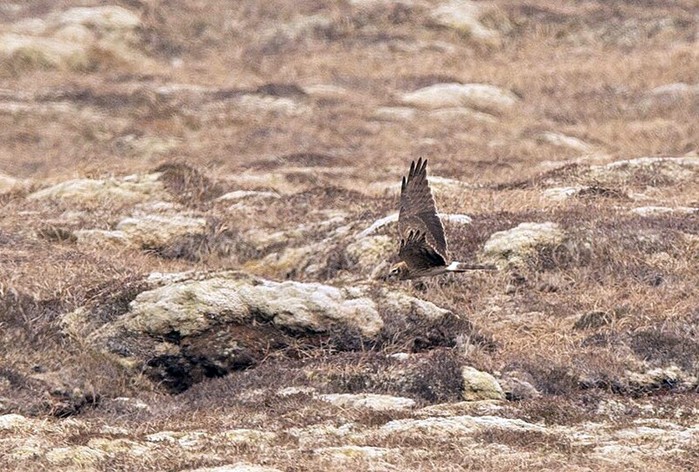 Pallid Harrier