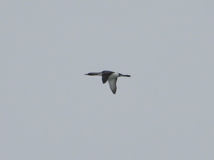 Black-throated Diver
