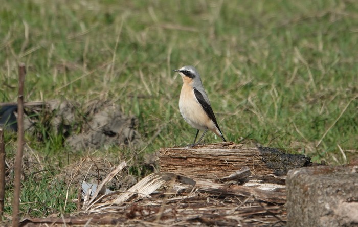 Wheatear