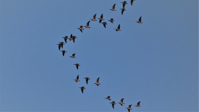 Barnacle Goose