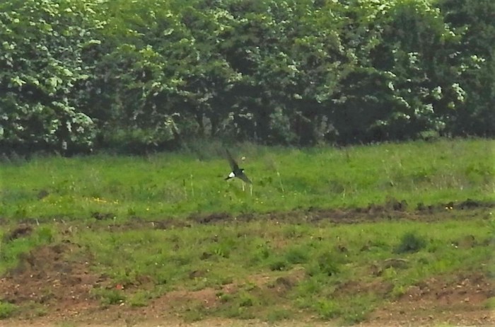 House Martin