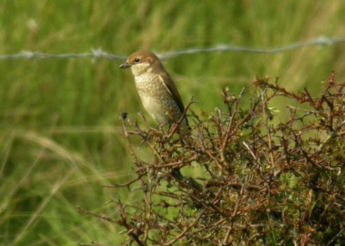 Red-backed Shrike