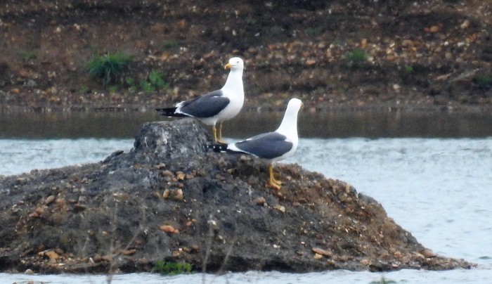 Lesser Black-backed Gull