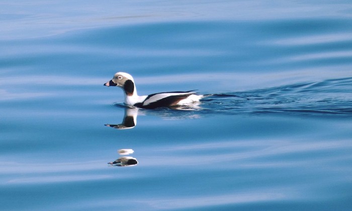 Long-tailed Duck