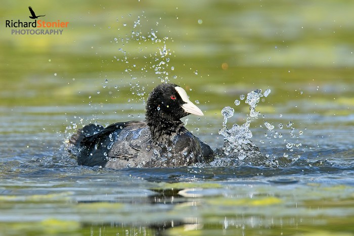 Coot