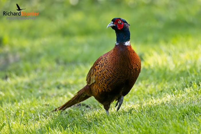 Pheasant