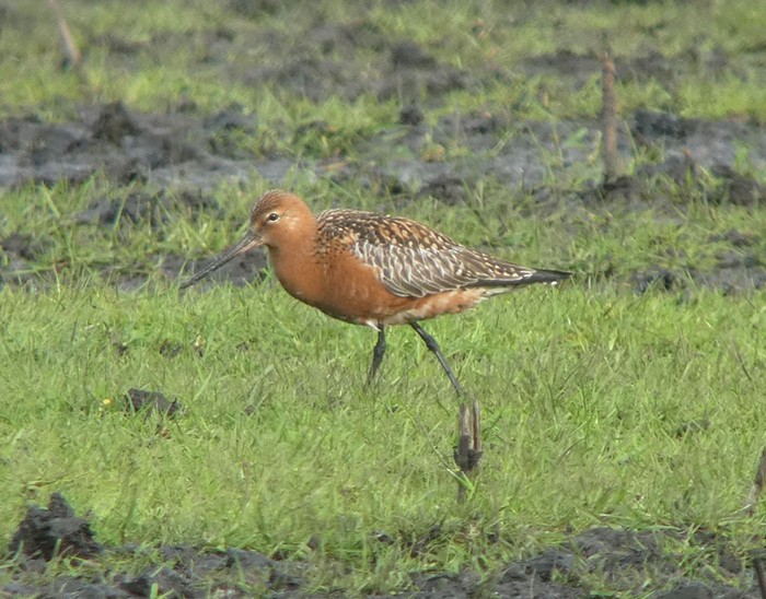 Bar-tailed Godwit
