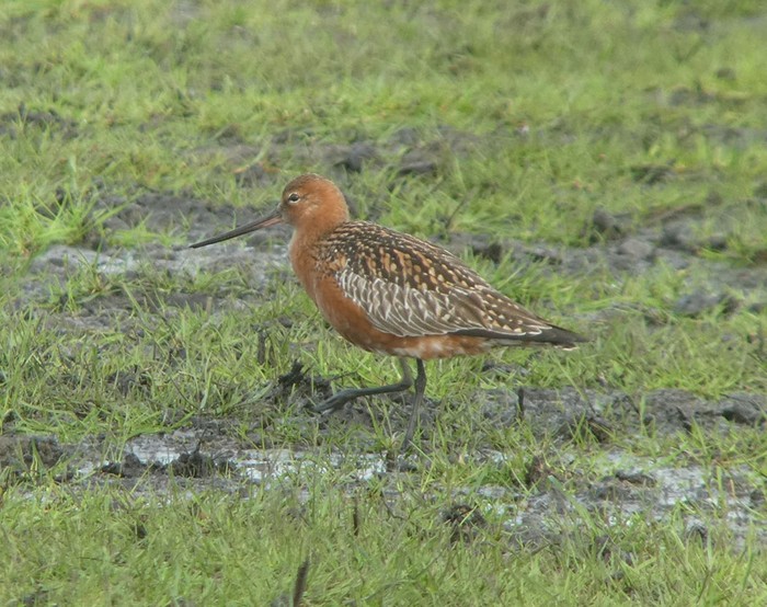 Bar-tailed Godwit