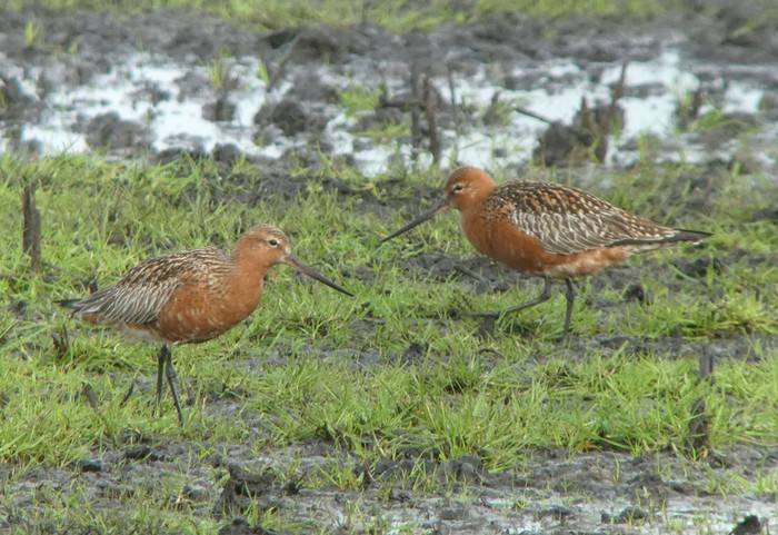 Bar-tailed Godwit