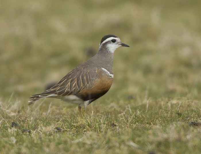 Dotterel