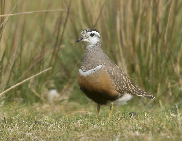 Dotterel