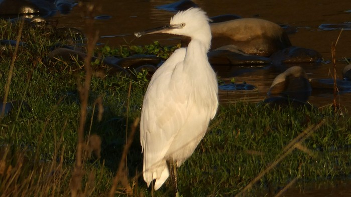 Little Egret