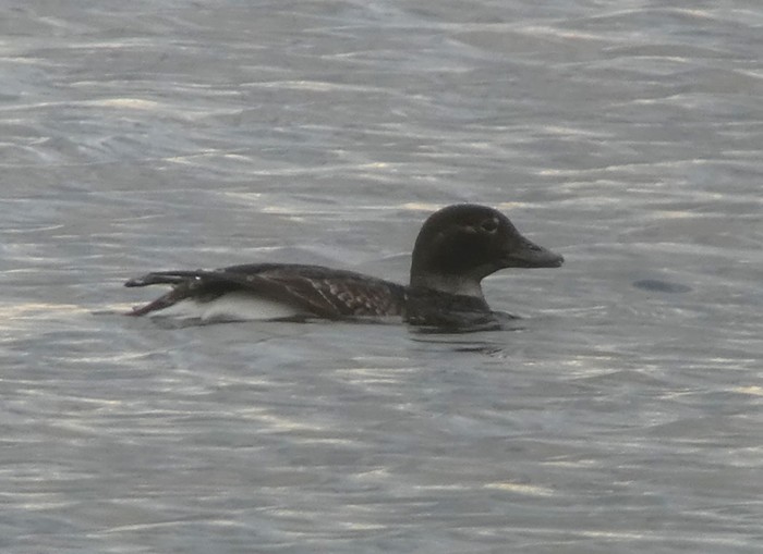 Long-tailed Duck