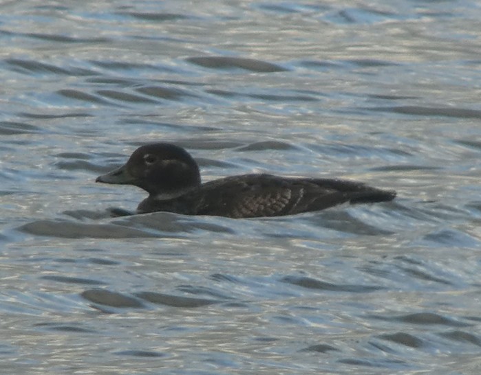 Long-tailed Duck