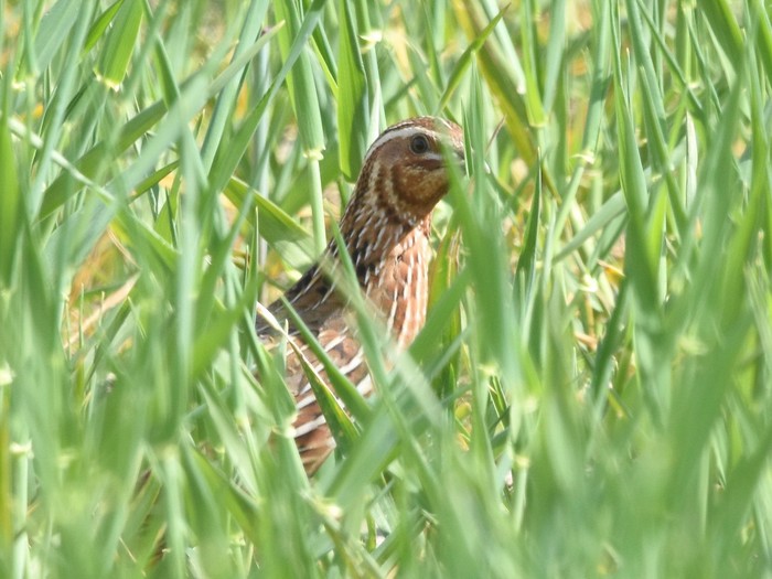 Quail