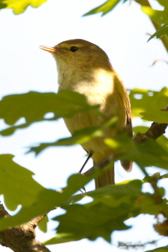 Iberian Chiffchaff