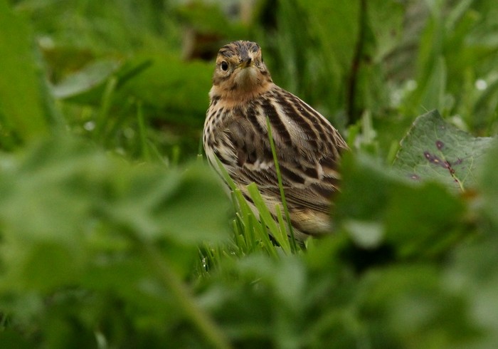Red-throated Pipit