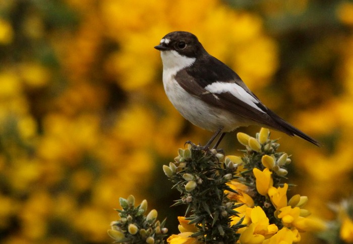 Pied Flycatcher