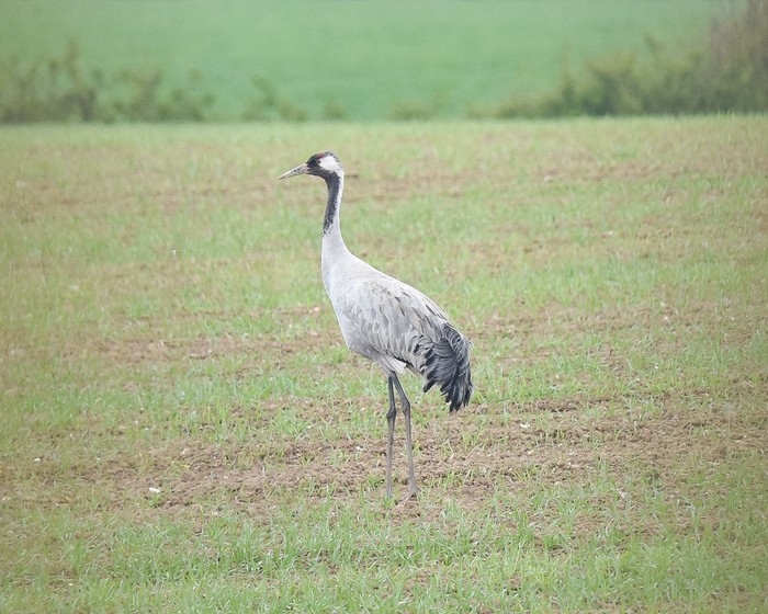Common Crane