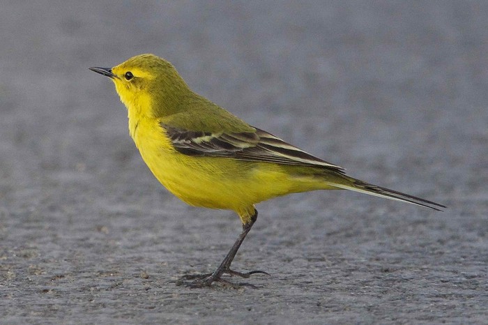 Yellow Wagtail