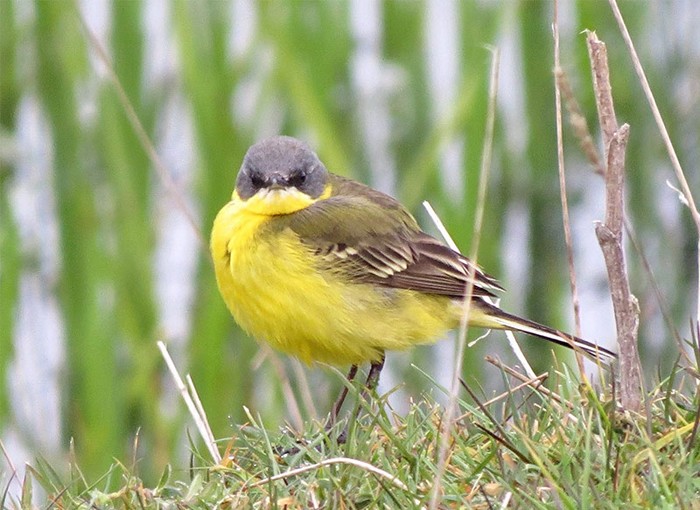 Grey-headed Wagtail
