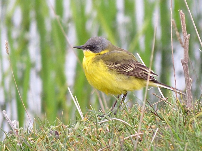 Grey-headed Wagtail