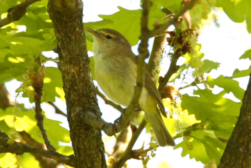 Iberian Chiffchaff