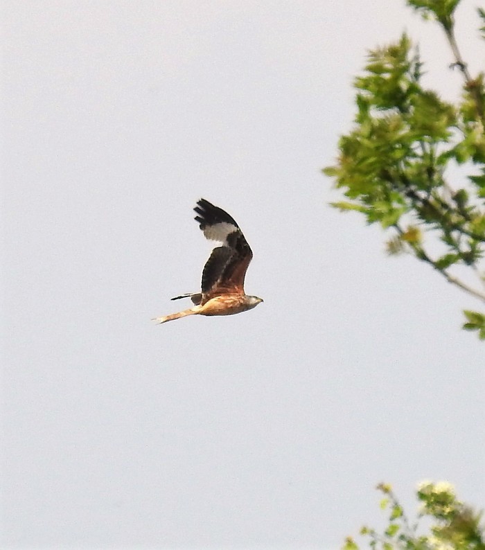 Red Kite