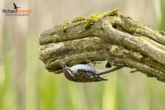 Treecreeper