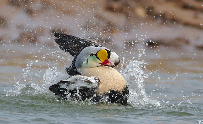 King Eider