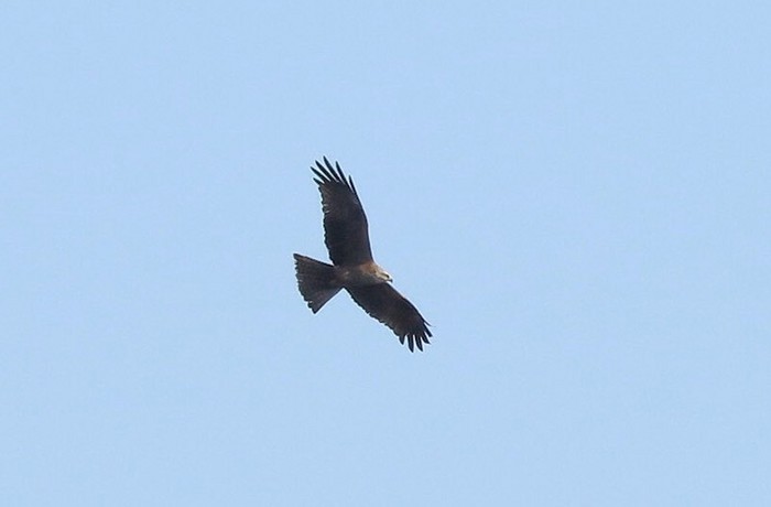 Black Kite