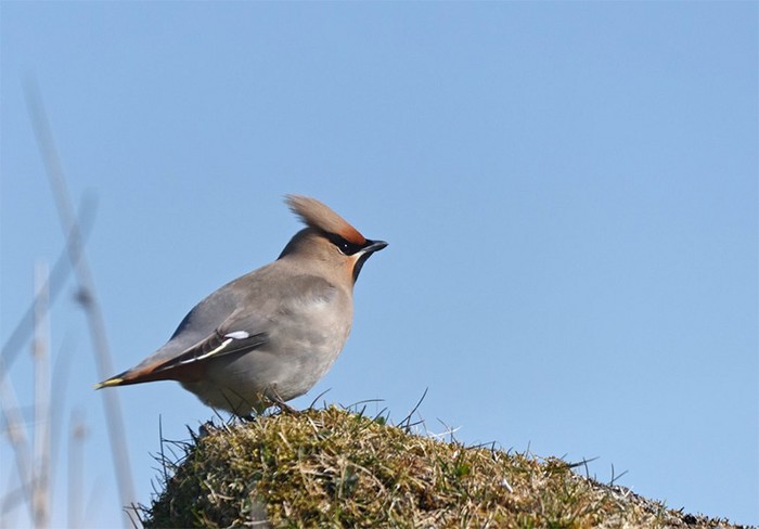 Waxwing