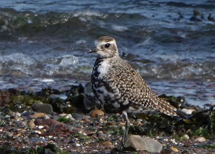 American Golden Plover