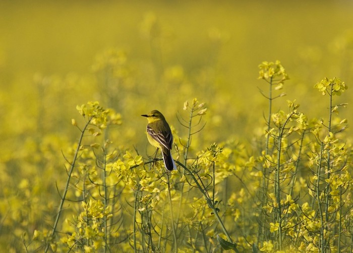 Yellow Wagtail
