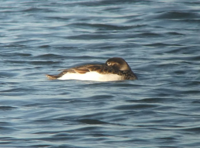 Long-tailed Duck